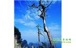 湘西之旅：張家界、天子山、寶峰湖/黃龍洞、鳳凰古城、猛洞河漂流、天門山六日游